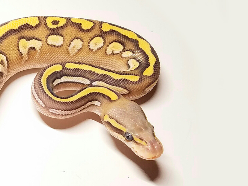 Fire Ghost Mojave Pastel