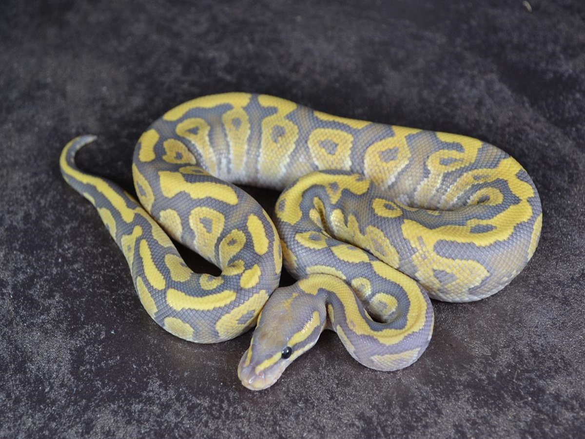 Ball Pythons For Sale. 