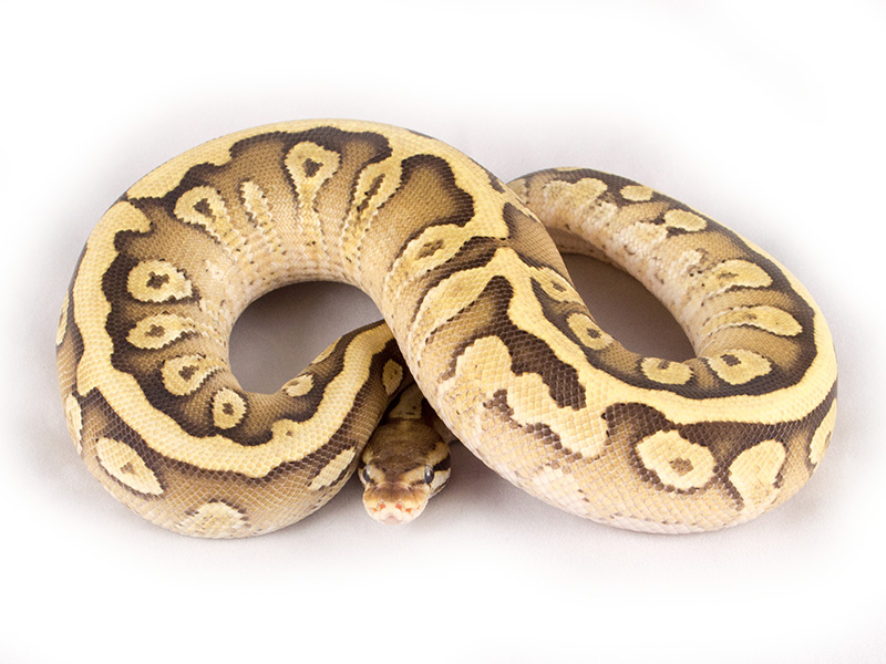 Fire Hidden Gene Woma Mystic Yellow Belly