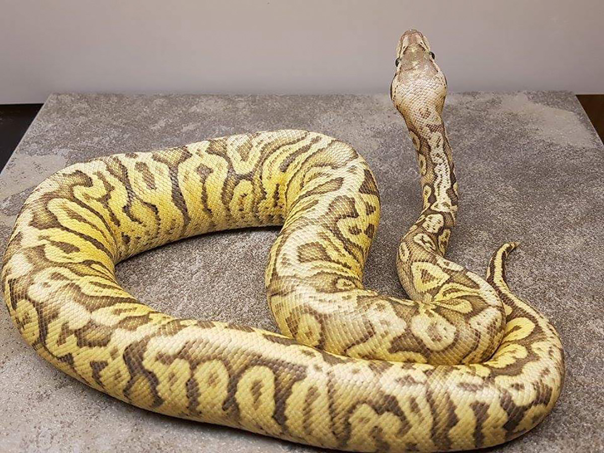 Fire Hidden Gene Woma Super Pastel