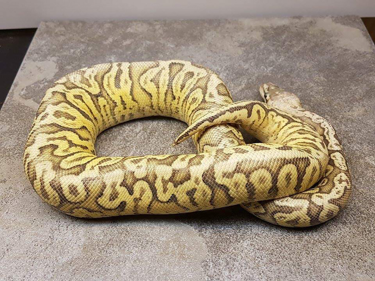 Fire Hidden Gene Woma Super Pastel