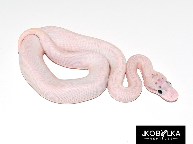 Fire Ivory Leopard Pastel Spotnose