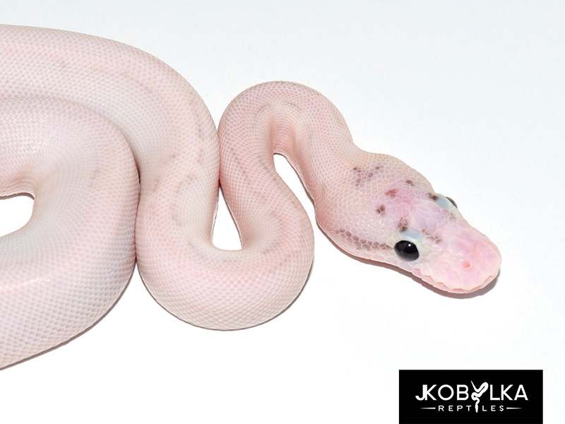 Fire Ivory Leopard Pastel Spotnose