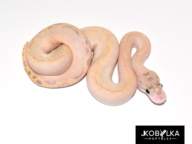 Fire Ivory Leopard Spotnose