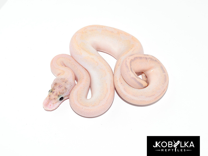 Fire Ivory Spotnose