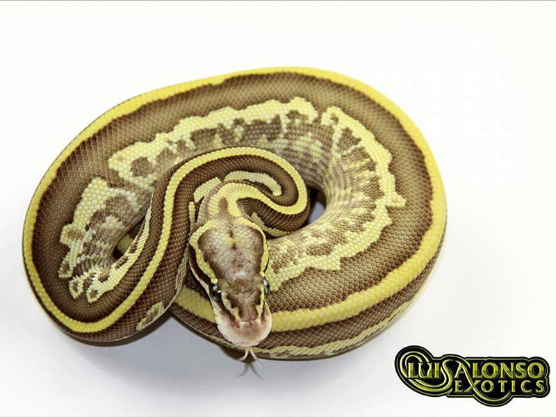 Fire Leopard Lesser Orange Dream Pastel Morph List World of Ball
