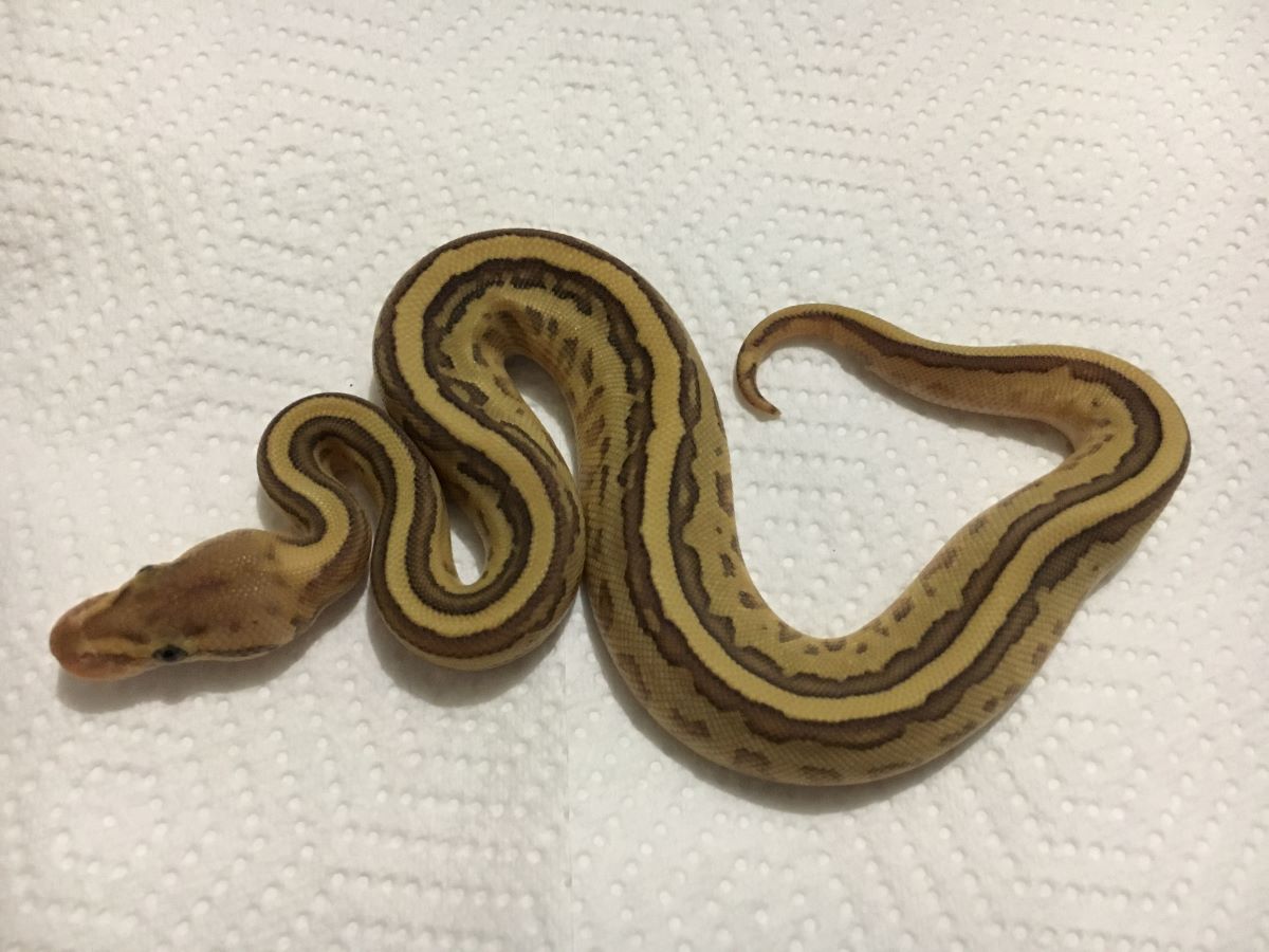 Morph List - World of Ball Pythons