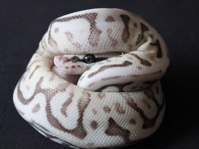 Fire Leopard Lesser Pastel Spider