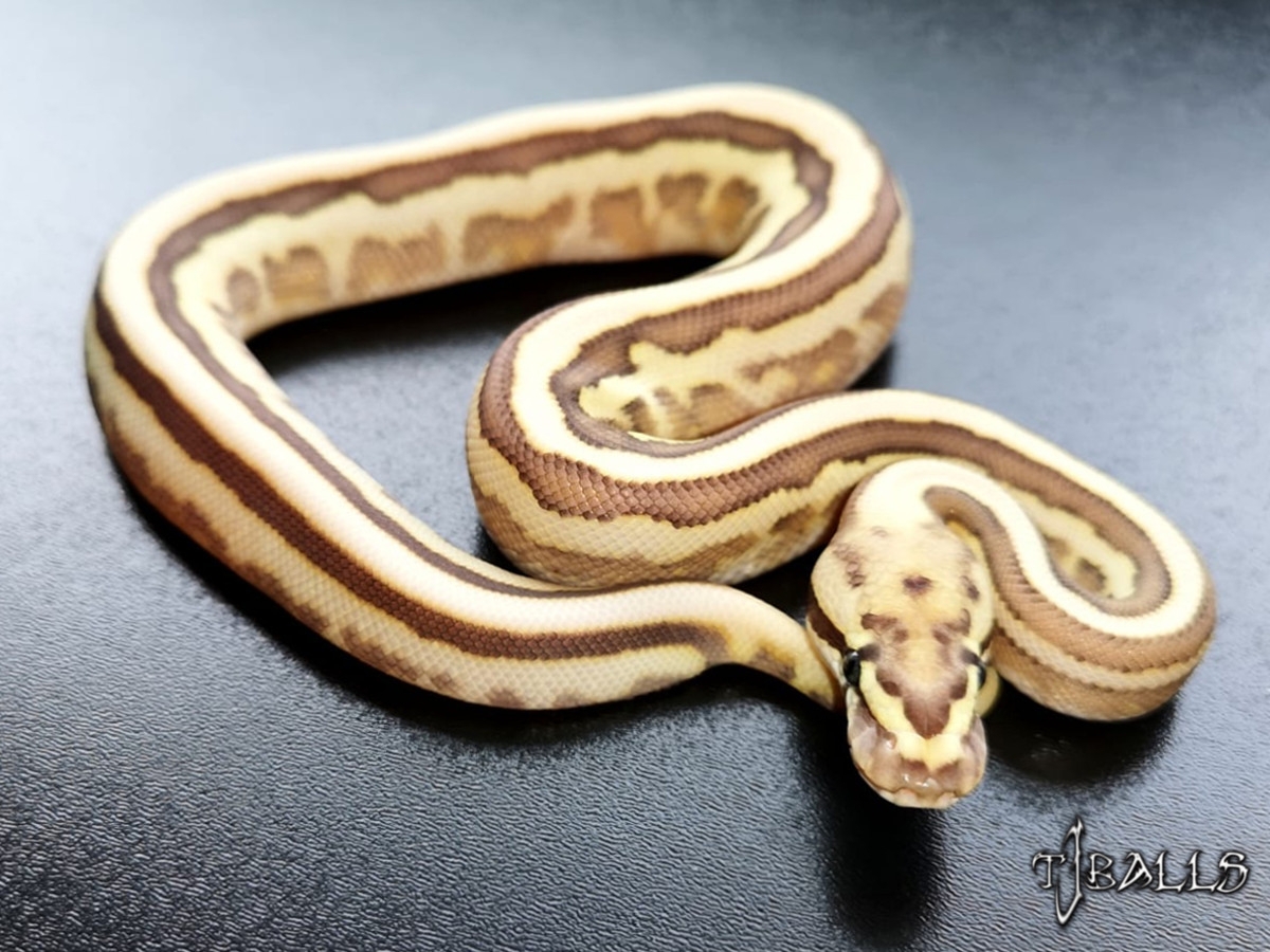 Fire Leopard Lesser Yellow Belly