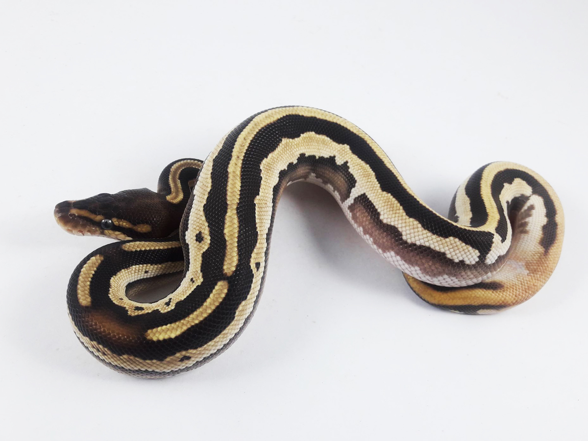Fire leopard mojave orange dream morph list world of ball pythons