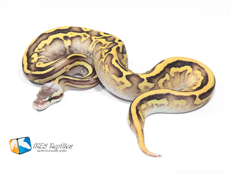 Fire Leopard Mojave Pastel