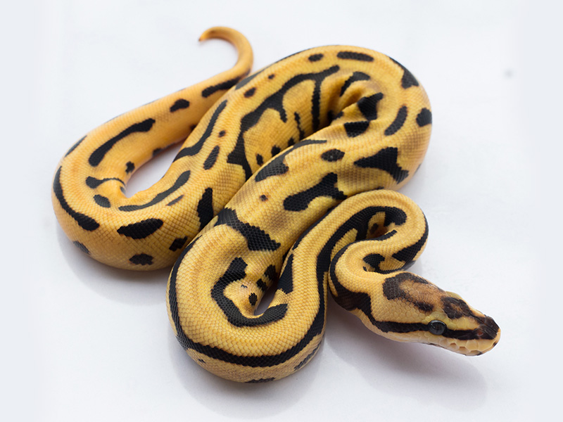 Fire Leopard Orange Dream Woma