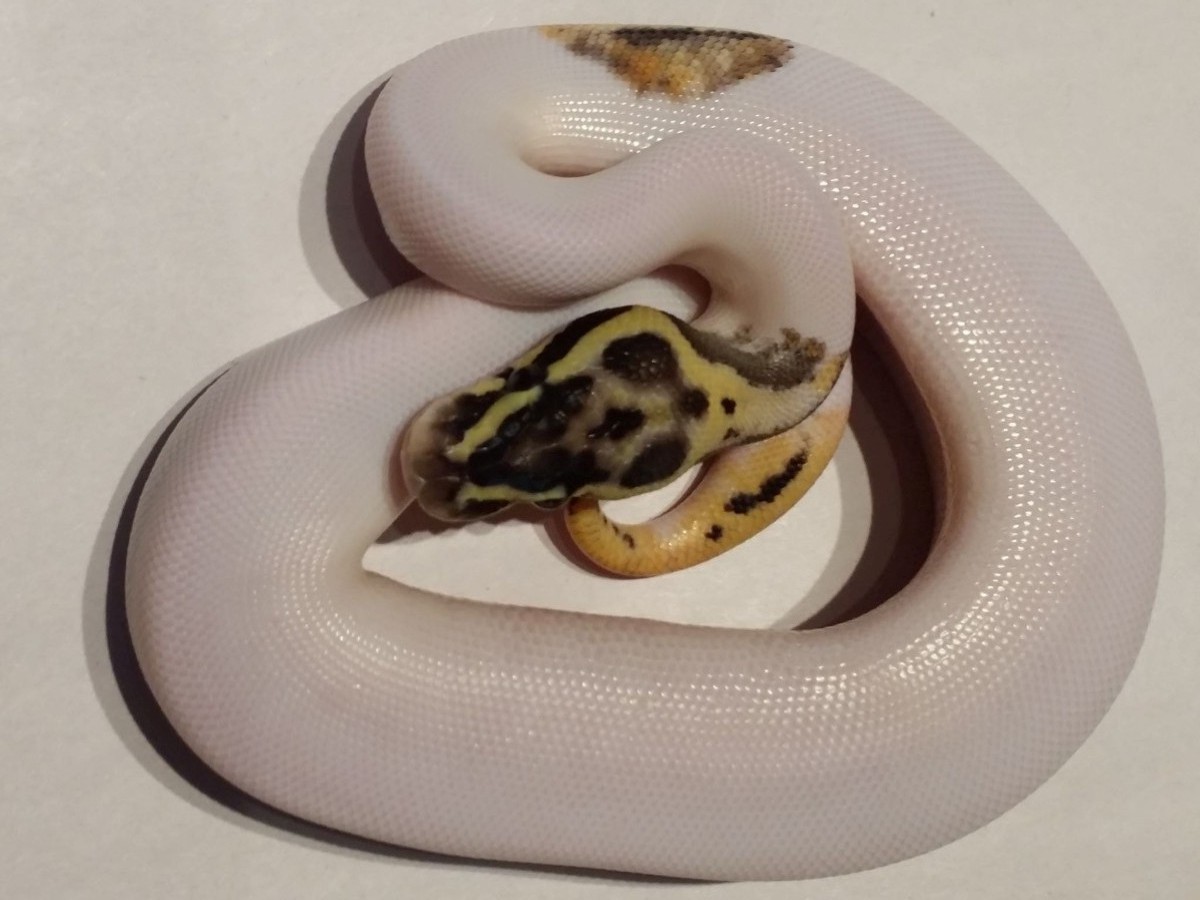 Fire Leopard Pastel Piebald