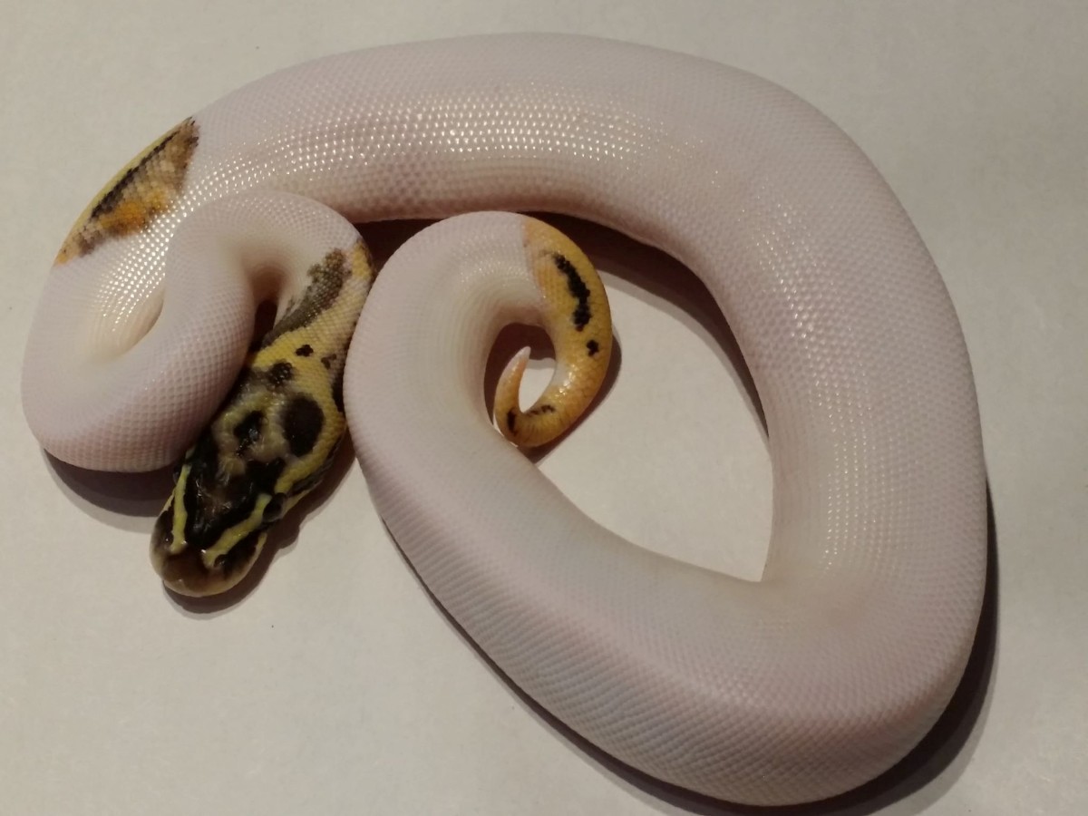 Fire Leopard Pastel Piebald