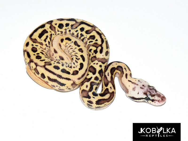 Fire Leopard Pastel Spotnose Yellow Belly