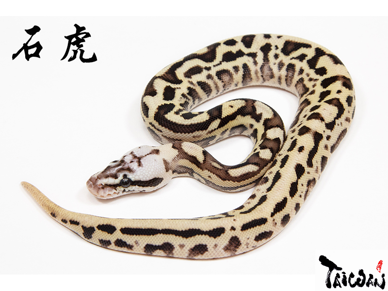 Fire Leopard Pastel Spotnose