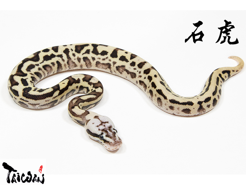 Fire Leopard Pastel Spotnose