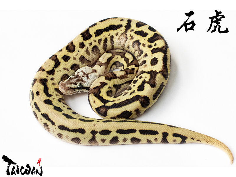 Fire Leopard Pastel Spotnose