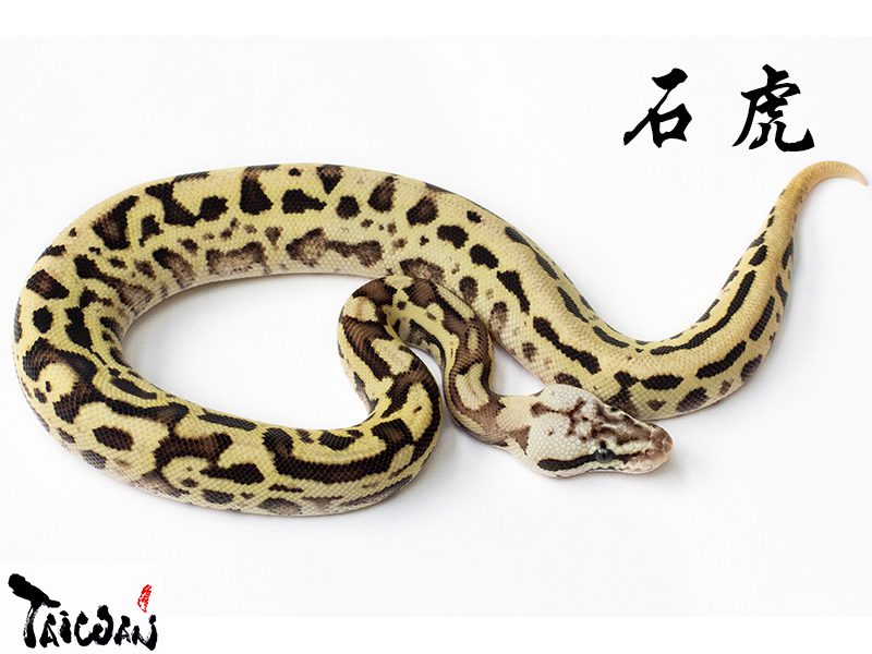 Fire Leopard Pastel Spotnose