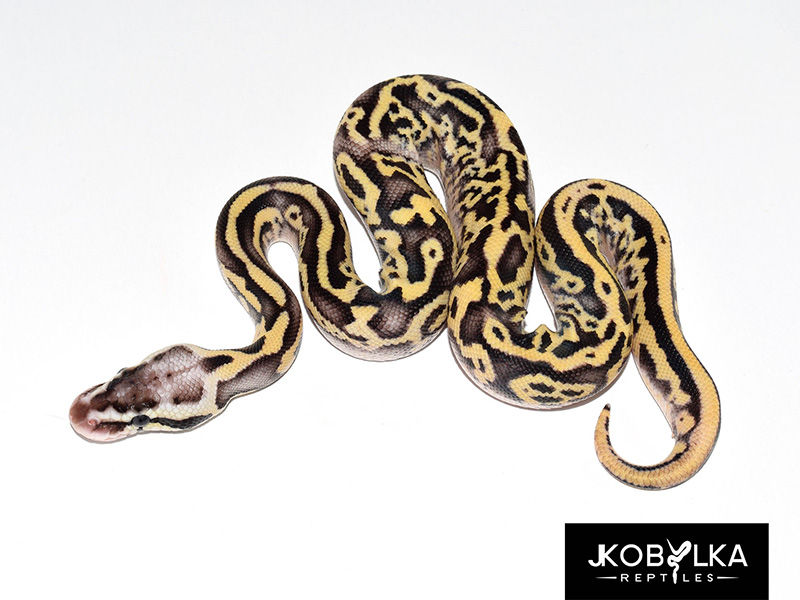 Fire Leopard Pastel Yellow Belly