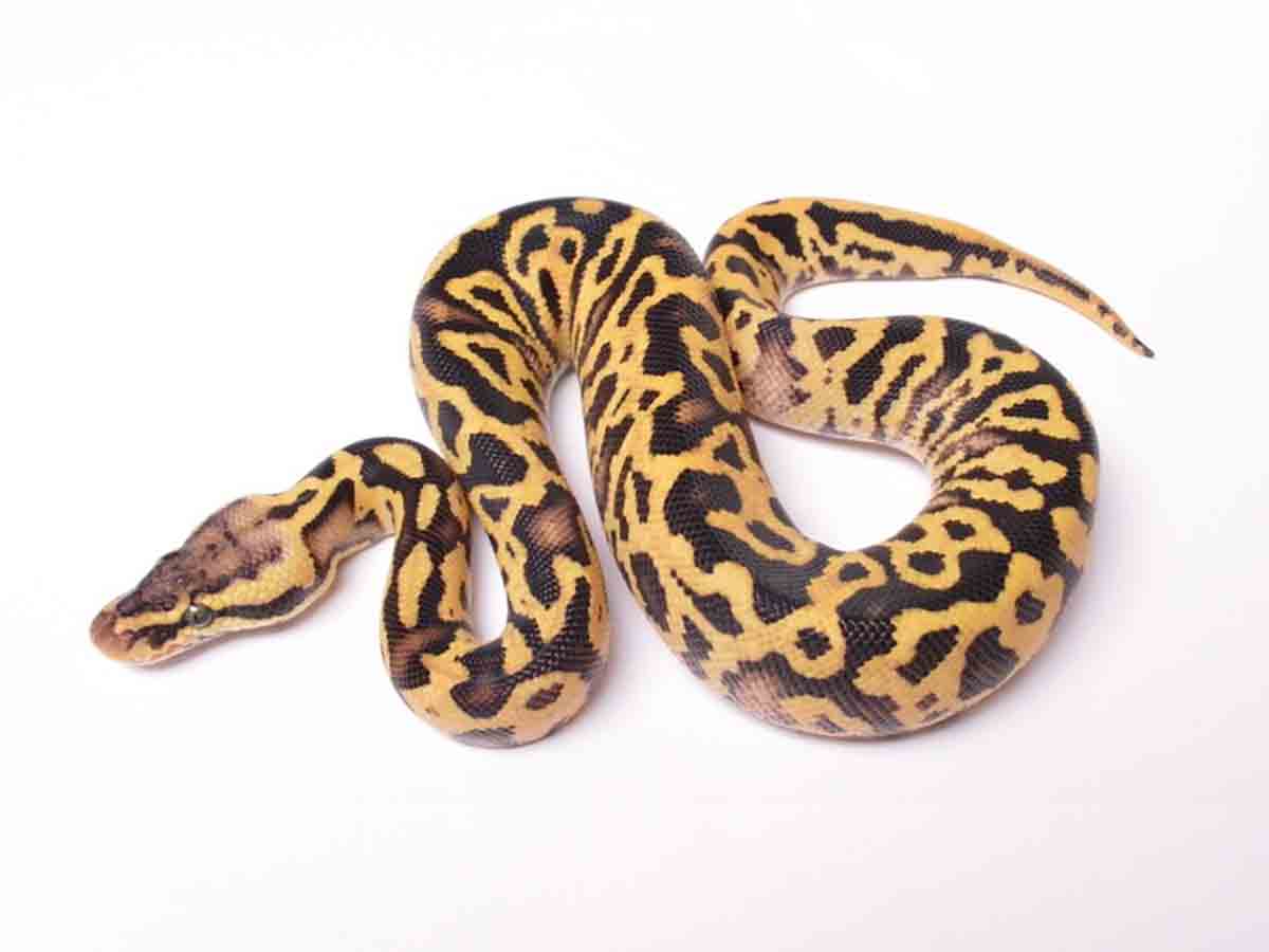 Fire Leopard Pastel Yellow Belly