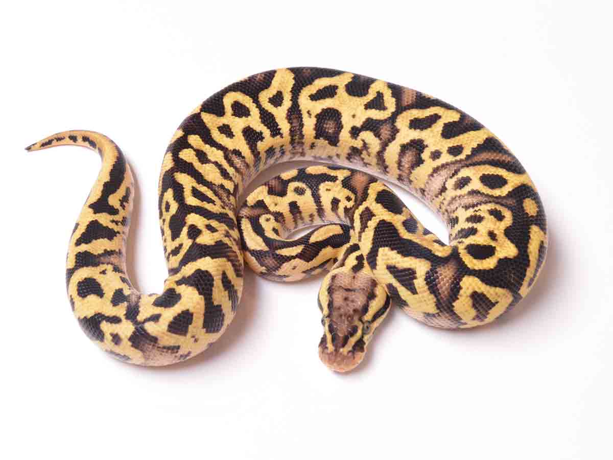 Fire Leopard Pastel Yellow Belly