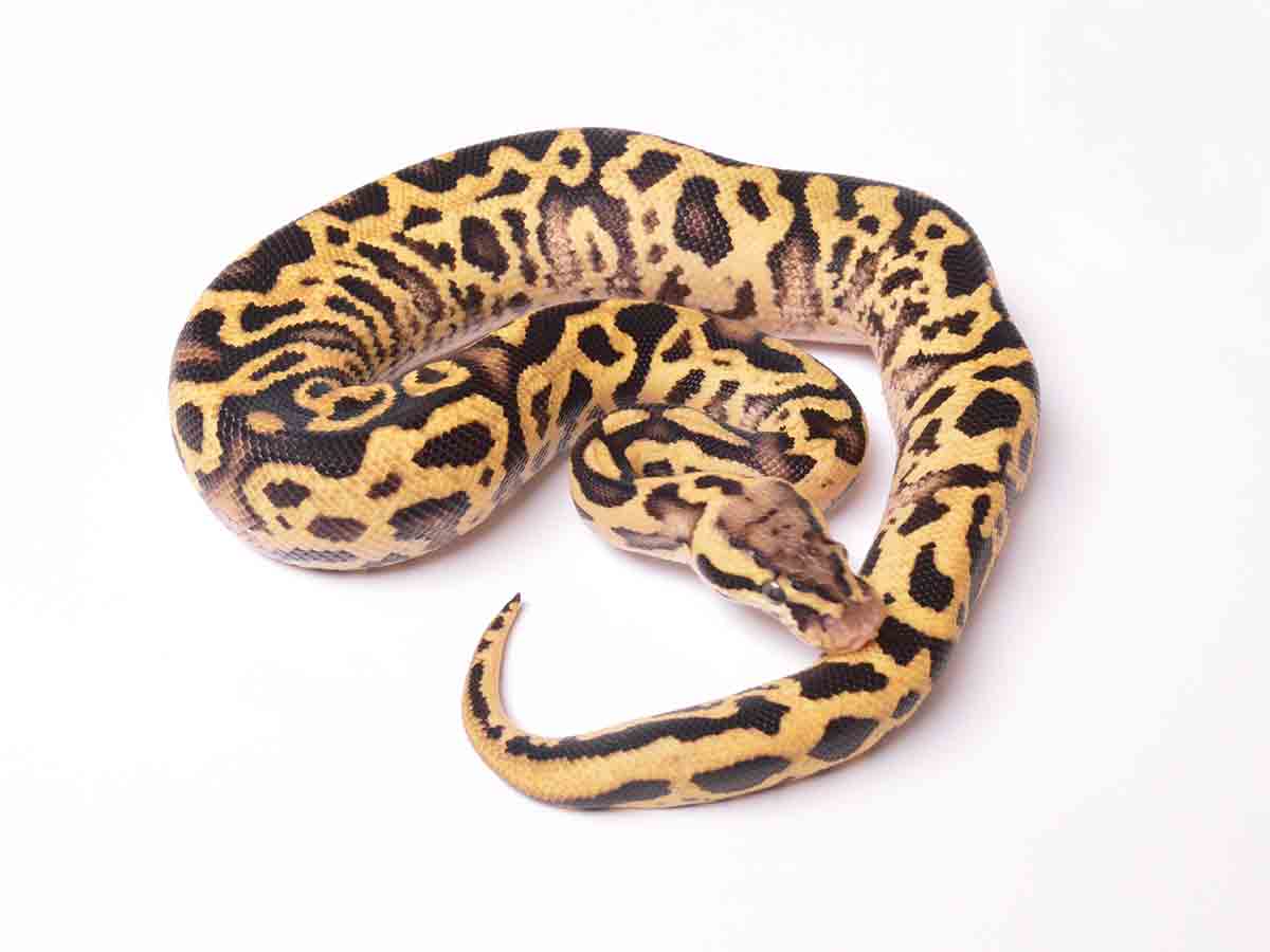 Fire Leopard Pastel Yellow Belly