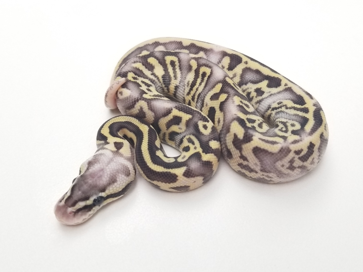 Fire Leopard Phantom Super Pastel