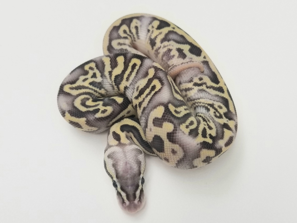 Fire Leopard Phantom Super Pastel