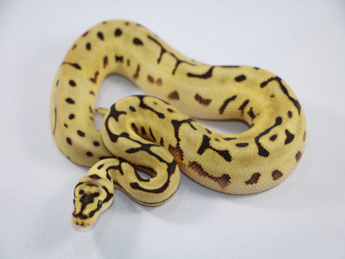 Fire Leopard Spider Yellow Belly