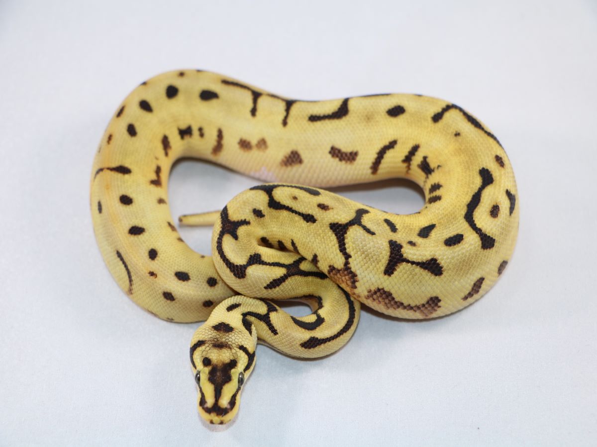 Fire Leopard Spider Yellow Belly