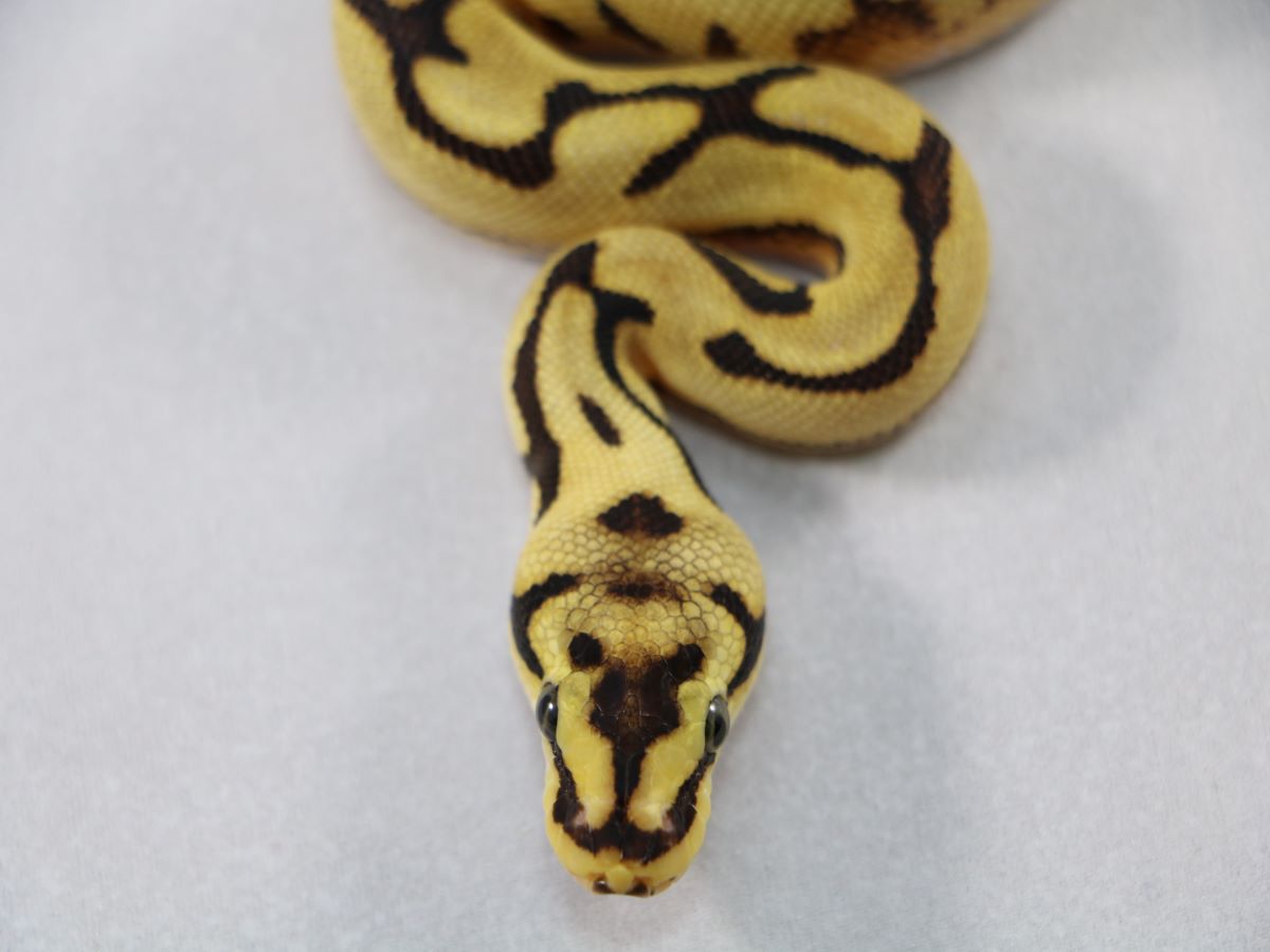 Fire Leopard Spider Yellow Belly