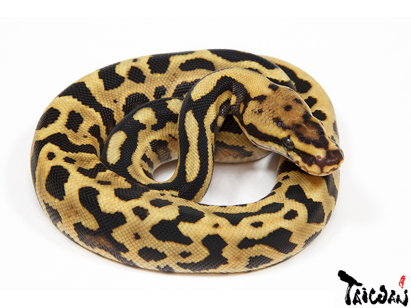 Fire Leopard Spotnose