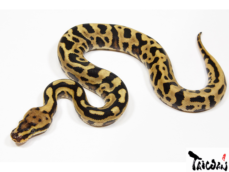 Fire Leopard Spotnose