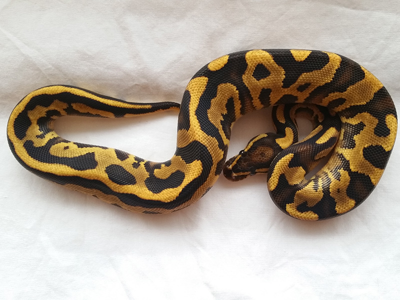 Fire Leopard Yellow Belly