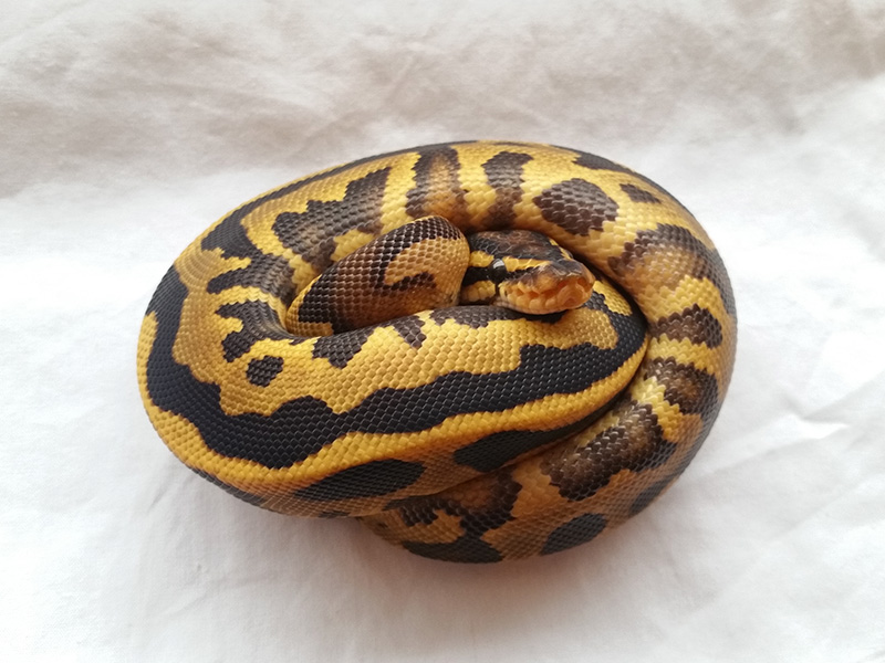 Fire Leopard Yellow Belly