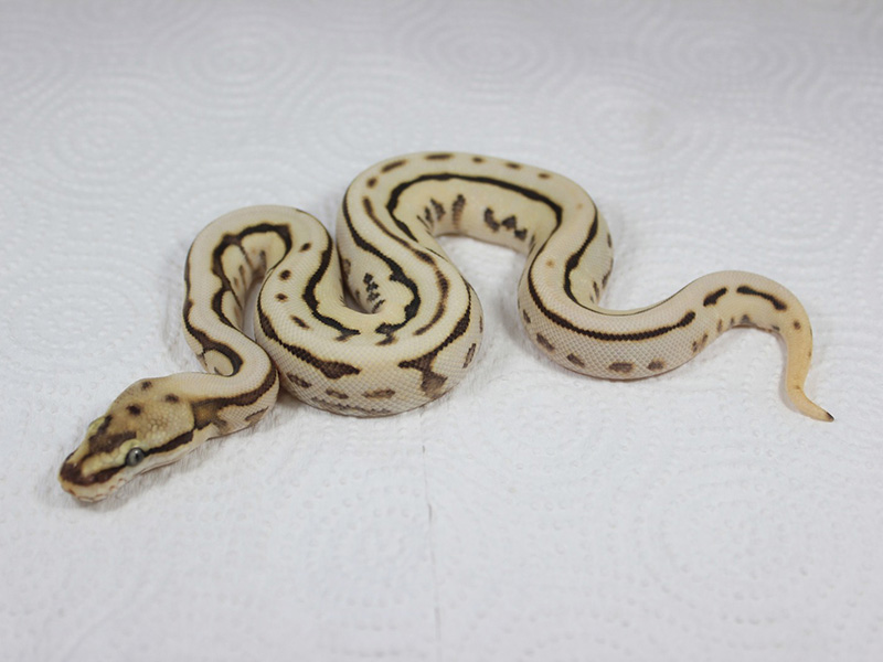 Fire Lesser Leopard Spider