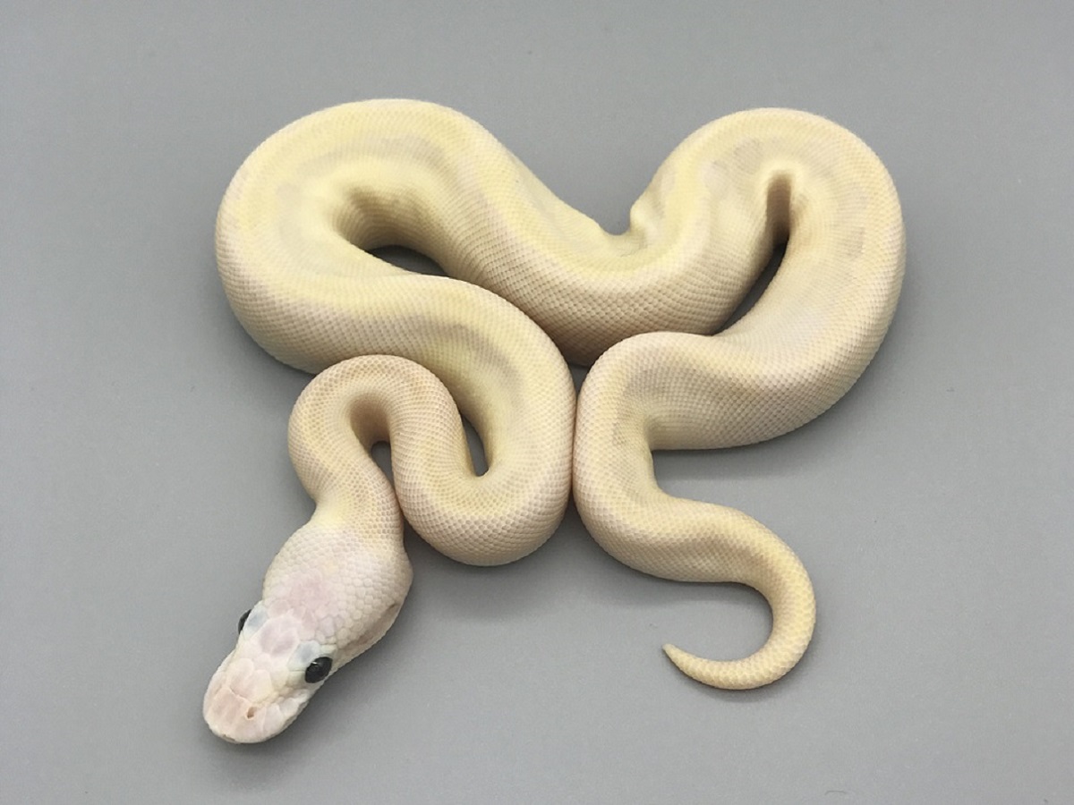 Fire Lesser Pastel Pinstripe Vanilla