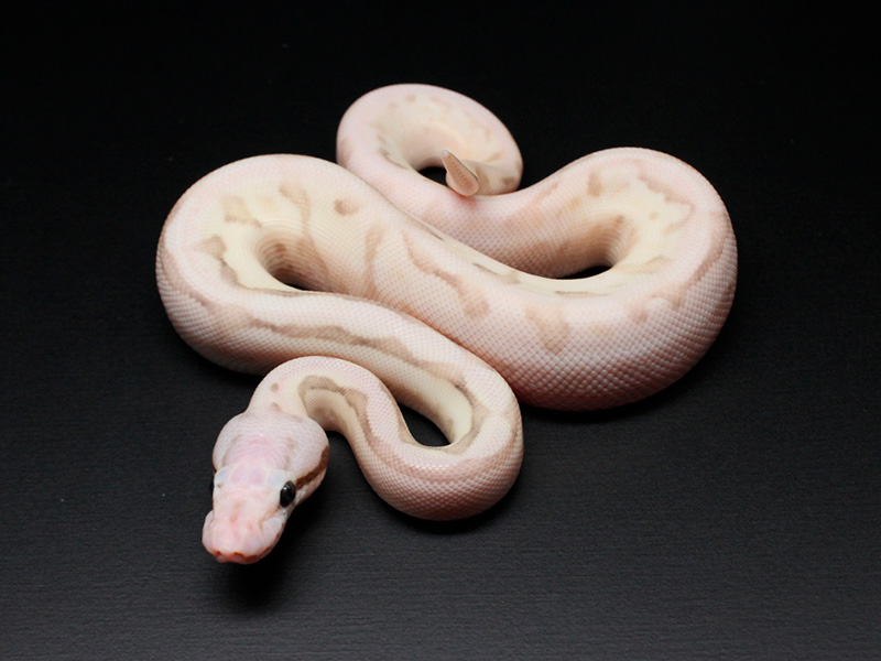 Fire Lesser Pastel Spider Vanilla