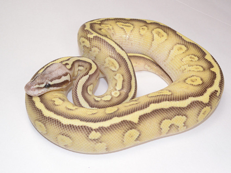 Fire Lesser Pastel Yellow Belly