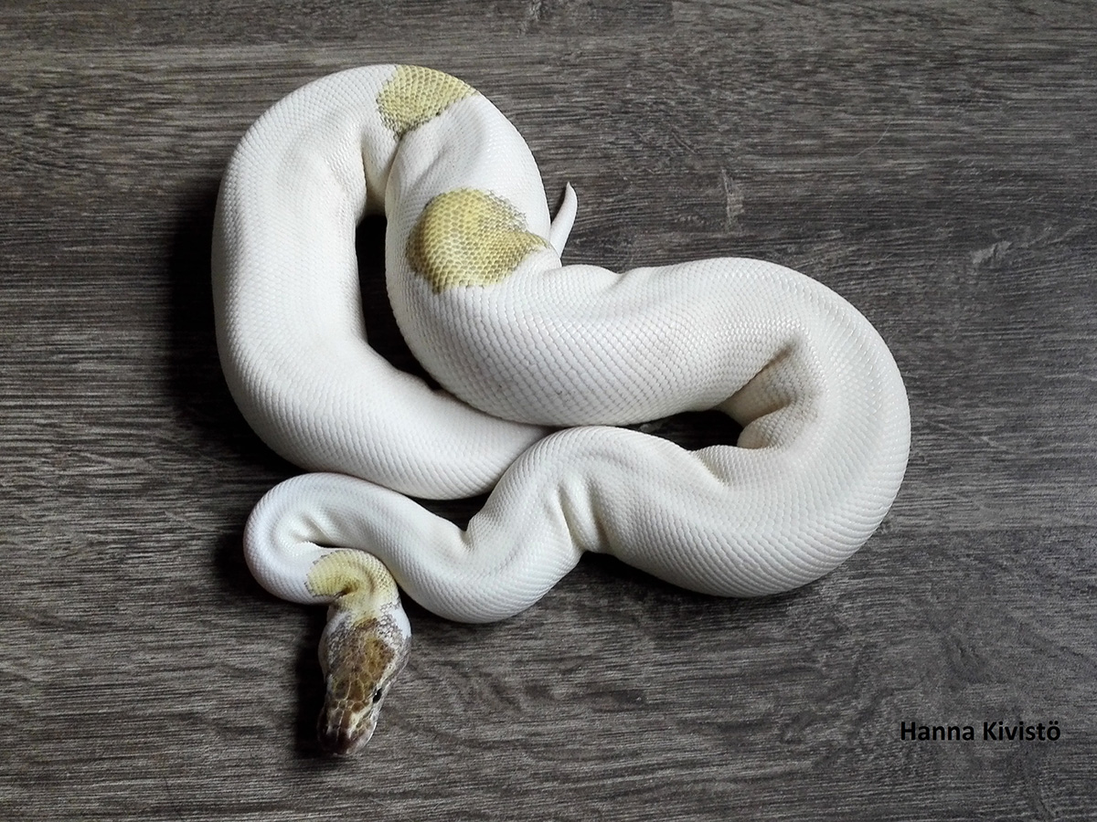 Fire Lesser Piebald