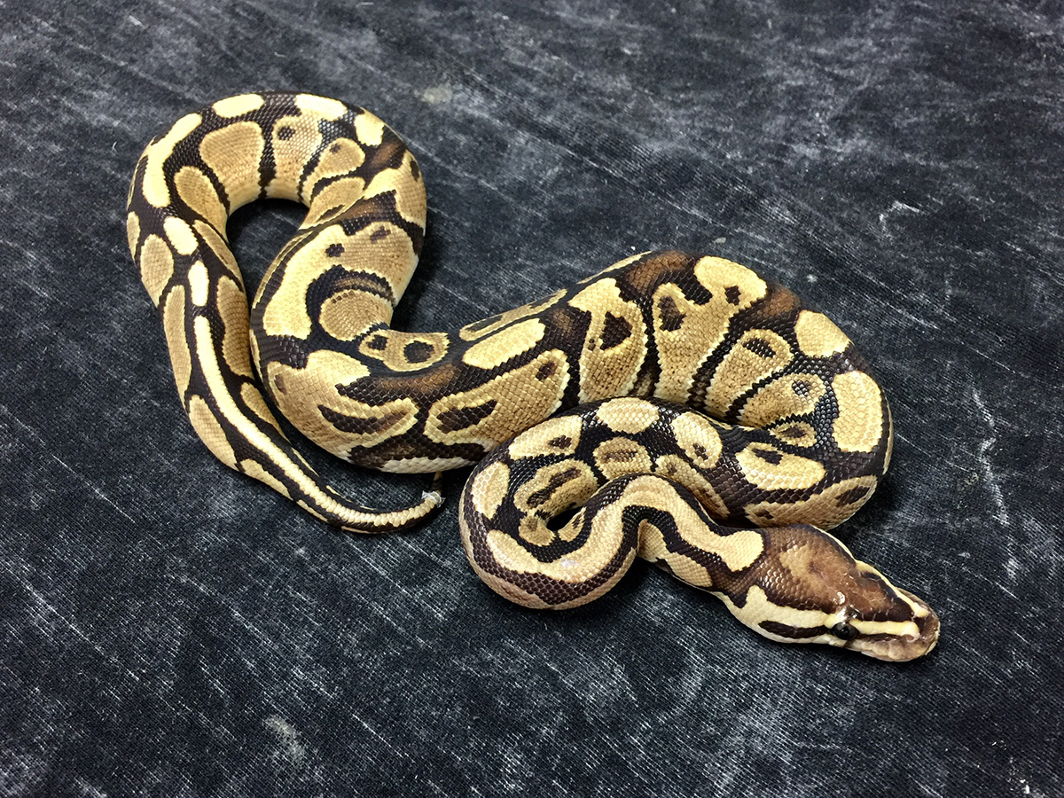 Fire - Lone Star Reptiles Line