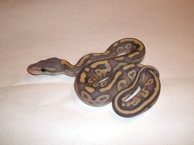 Fire Mojave Hypo