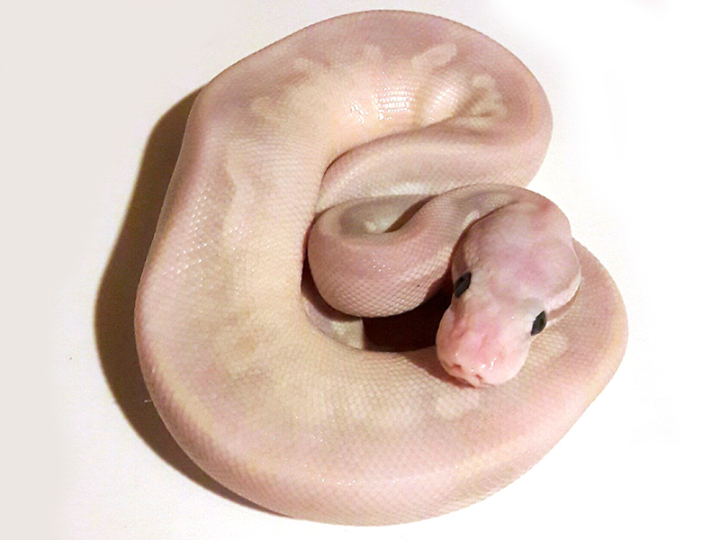 Fire Mojave Pastel Phantom