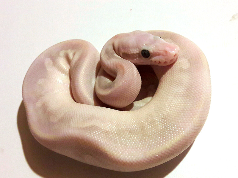 Fire Mojave Pastel Phantom