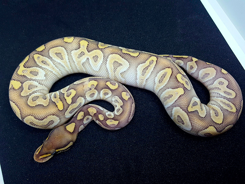 Fire Mojave Pastel Phantom