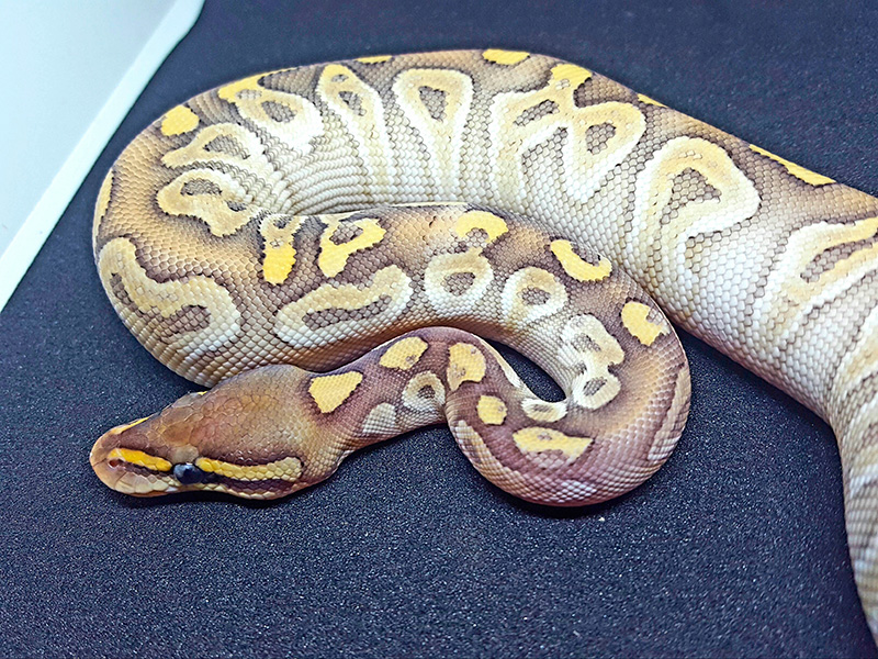 Fire Mojave Pastel Phantom