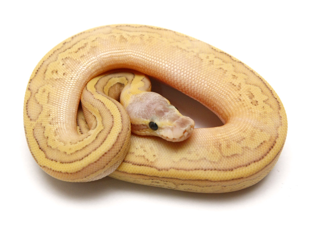 Fire Mojave Pastel Pinstripe Yellow Belly