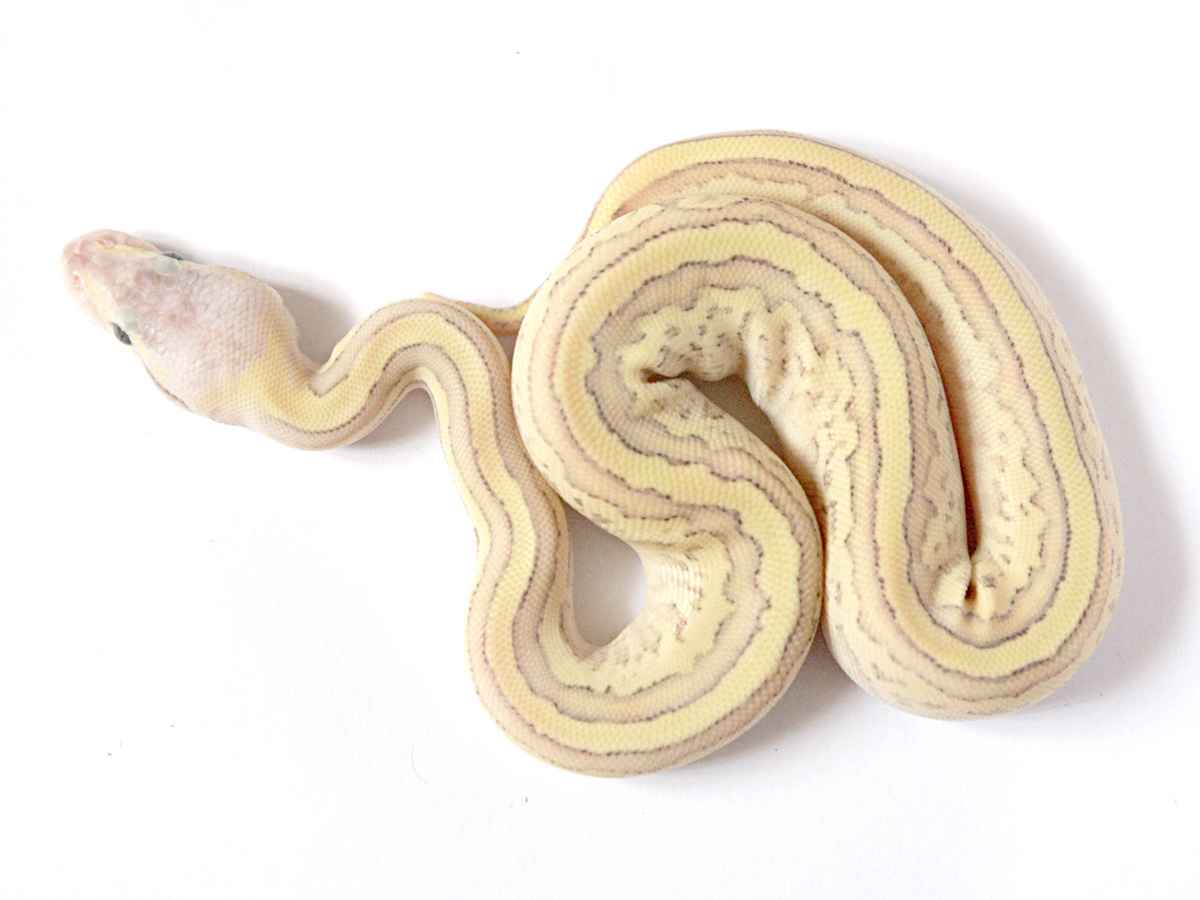 Fire Mojave Pastel Pinstripe Yellow Belly