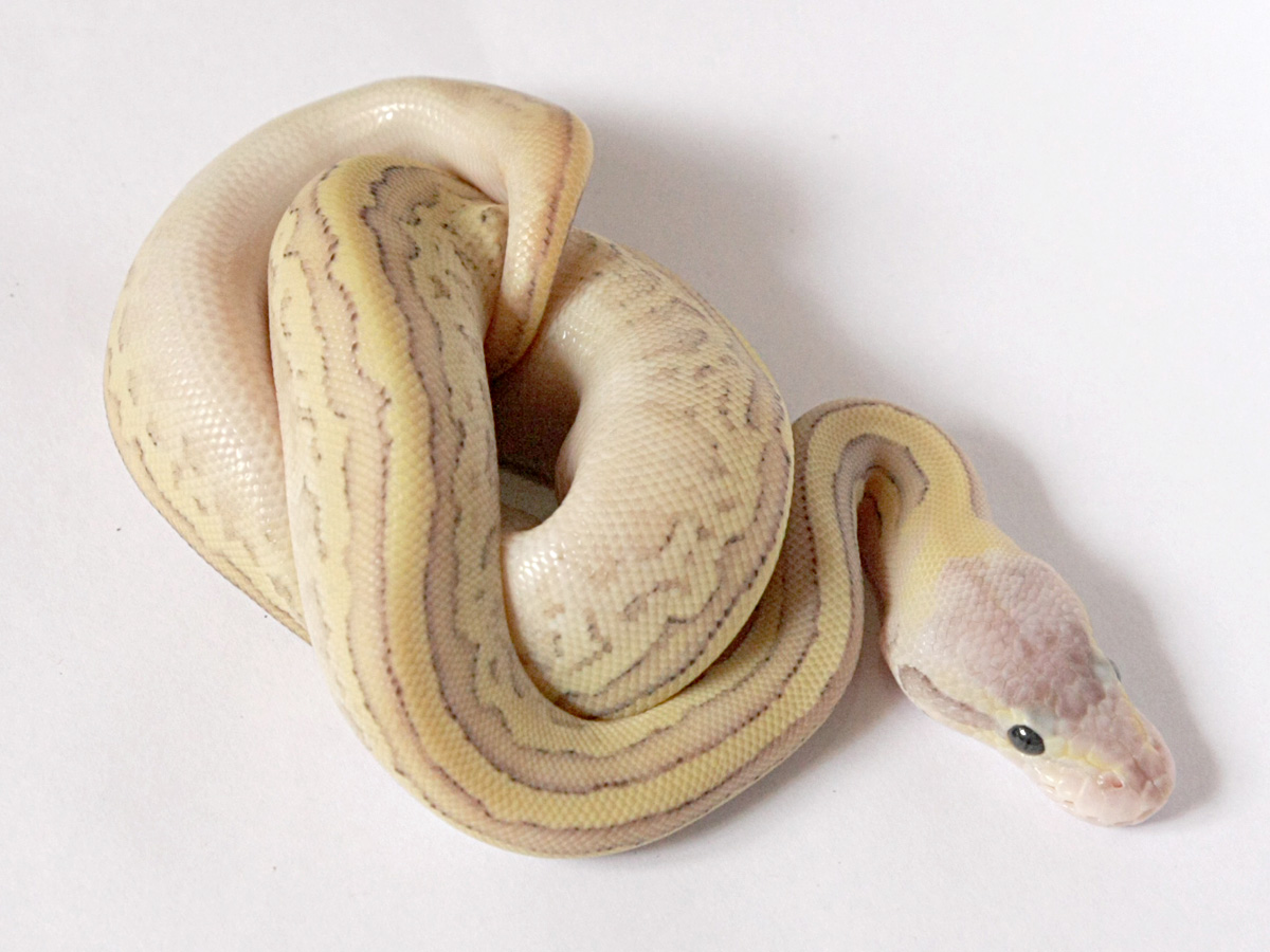 Fire Mojave Pastel Pinstripe Yellow Belly